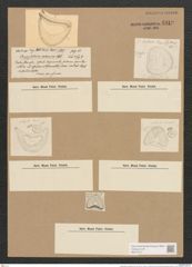 Campylodiscus undulatus Grev. (de-Toni-Nr.: Genus 57, Species 2447) Zeichnungen Sammlung Grunow Nr. 4919 (NHMW-BOT-W0373127)